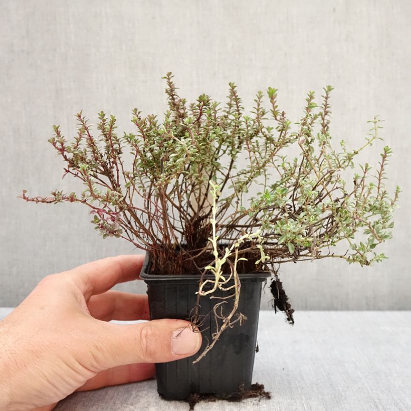 Esimerkki keväällä toimitetusta Tarha-ajuruoho (timjami) Silver Posie 8/9 cm taimiruukku-taimesta