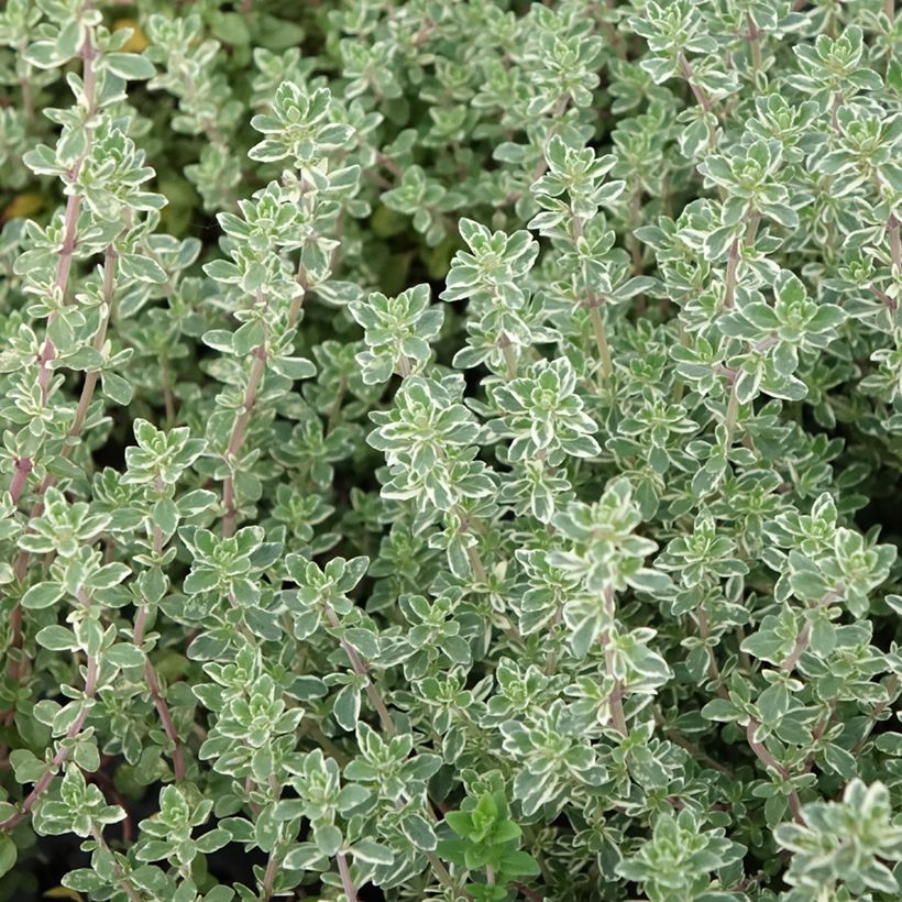 Tarha-ajuruoho (timjami) Silver Posie (Lehvistö)