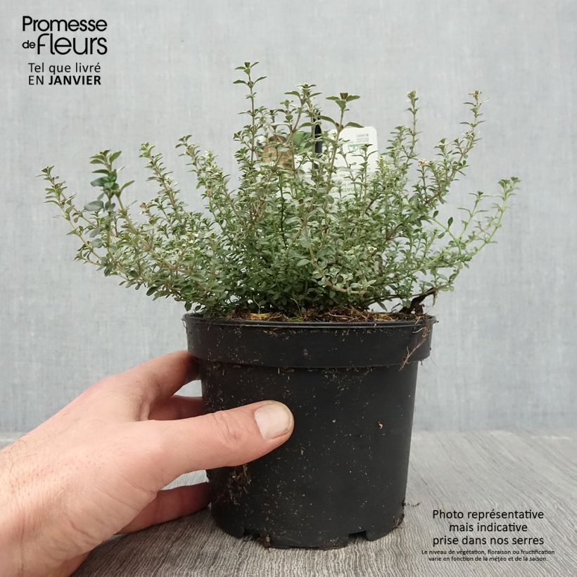 Esimerkki talvella toimitetusta Tarha-ajuruoho (timjami) Silver Posie 1,5 litran / 2 litran kannu-taimesta