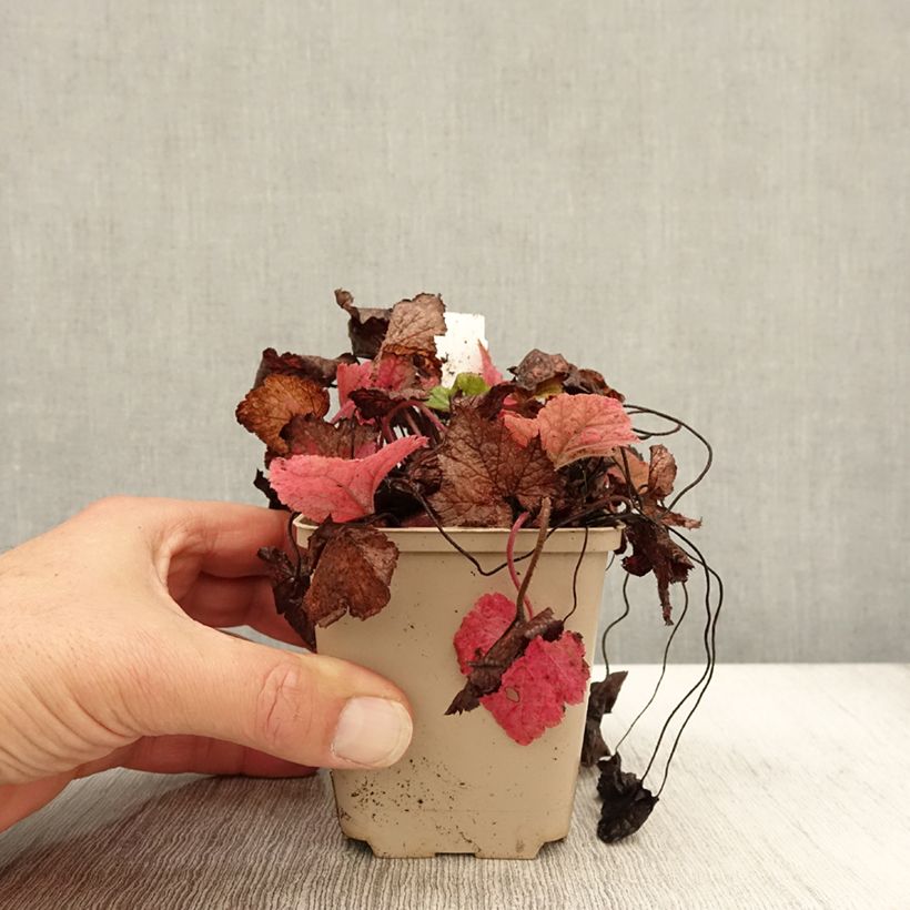 Esimerkki syksyllä toimitetusta Rönsytiarella Brandywine 8/9 cm taimiruukku-taimesta