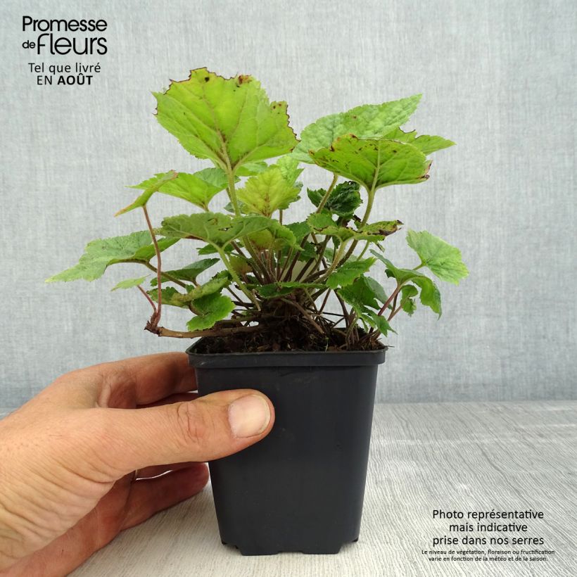 Esimerkki kesällä toimitetusta Rönsytiarella Brandywine Taimiruukku 8/9 cm-taimesta