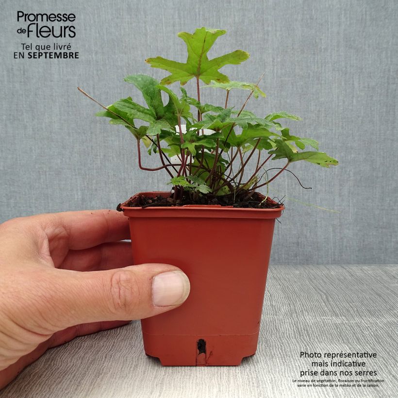 Esimerkki syksyllä toimitetusta Tarhatiarella Pink Skyrocket 8/9 cm taimiruukku-taimesta
