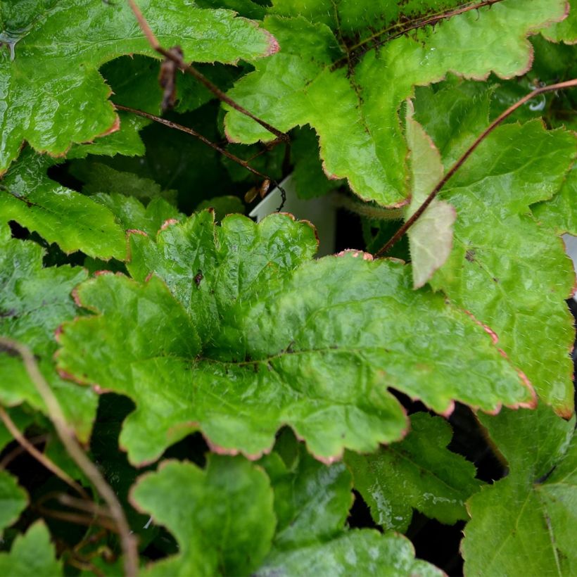Rönsytiarella - Tiarella cordifolia (Lehvistö)