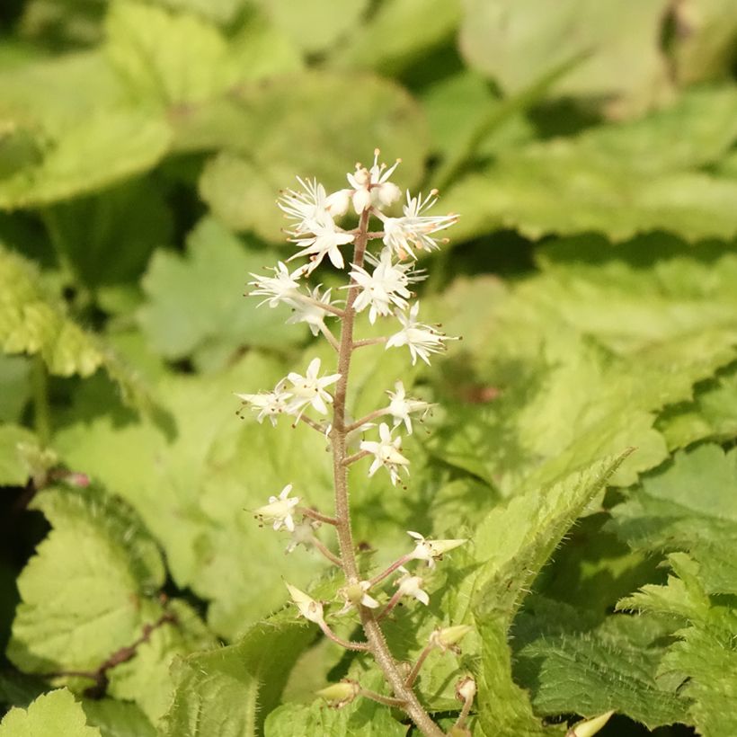 Rönsytiarella - Tiarella cordifolia (Kukinta)