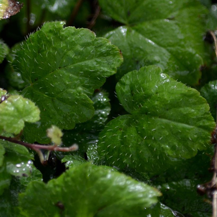Rönsytiarella Moorgrun (Lehvistö)