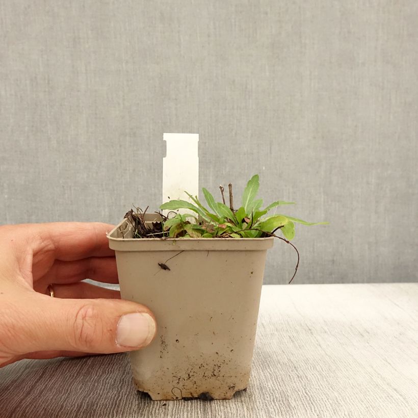 Esimerkki syksyllä toimitetusta Rönsytiarella Moorgrun 8/9 cm taimiruukku-taimesta