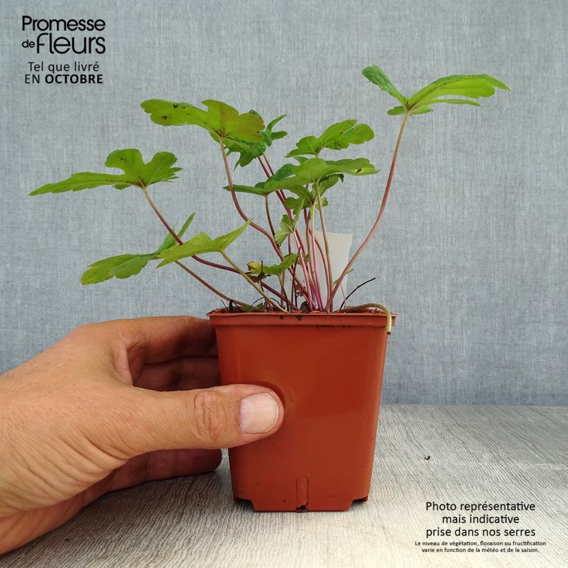 Esimerkki syksyllä toimitetusta Tarhatiarella Spring Symphony 8/9 cm taimiruukku-taimesta