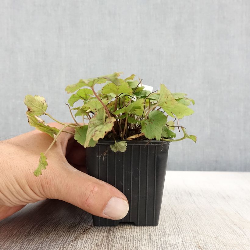 Esimerkki syksyllä toimitetusta Tarhatiarella Tiger Stripe 8/9 cm taimiruukku-taimesta