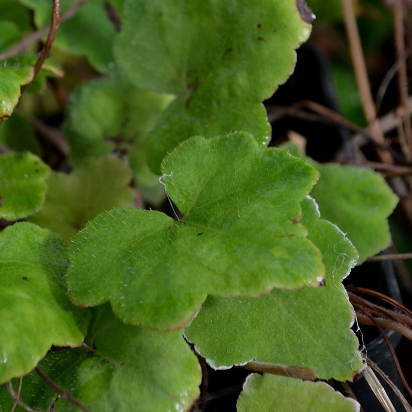 Tupastiarella - Tiarella wherryi (Lehvistö)