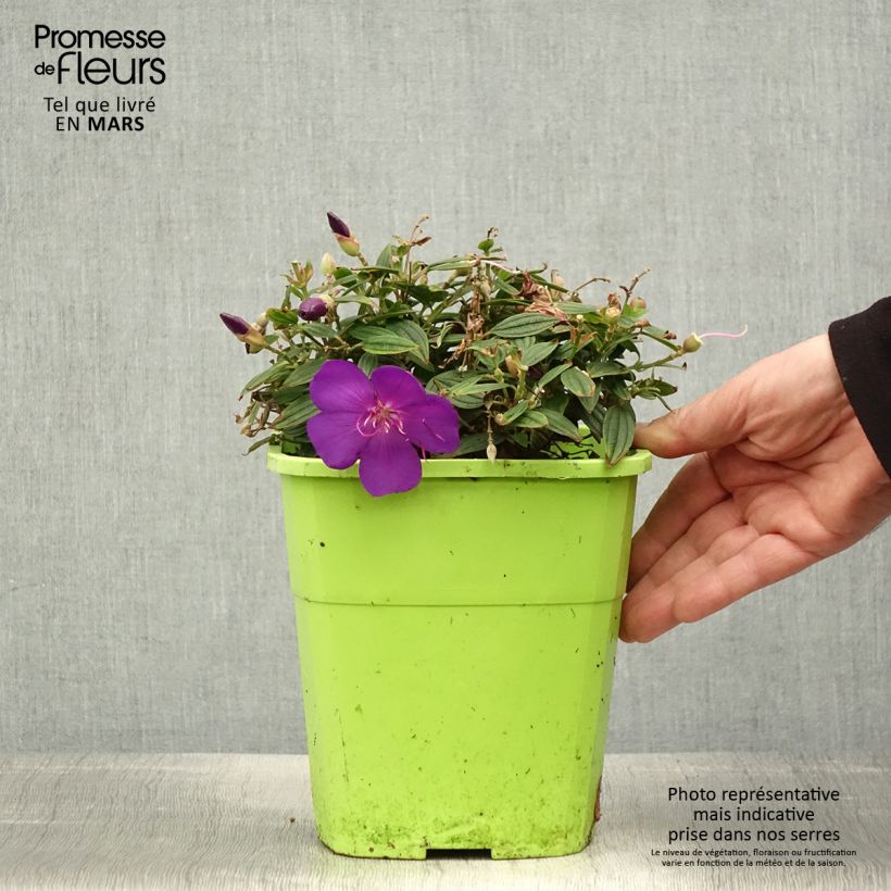 Esimerkki keväällä toimitetusta Paavinpaastopensas Groovy baby Pot de 4L/5L-taimesta