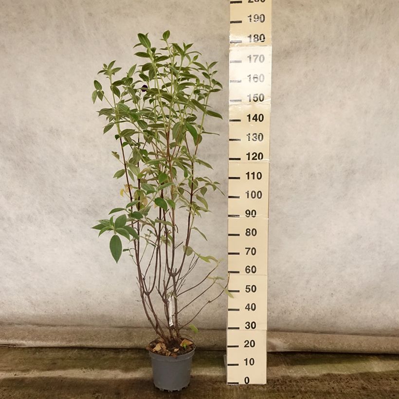 Esimerkki kesällä toimitetusta Paavinpaastopensas - Tibouchina semidecandra Ruukku 7,5L / 10L-taimesta