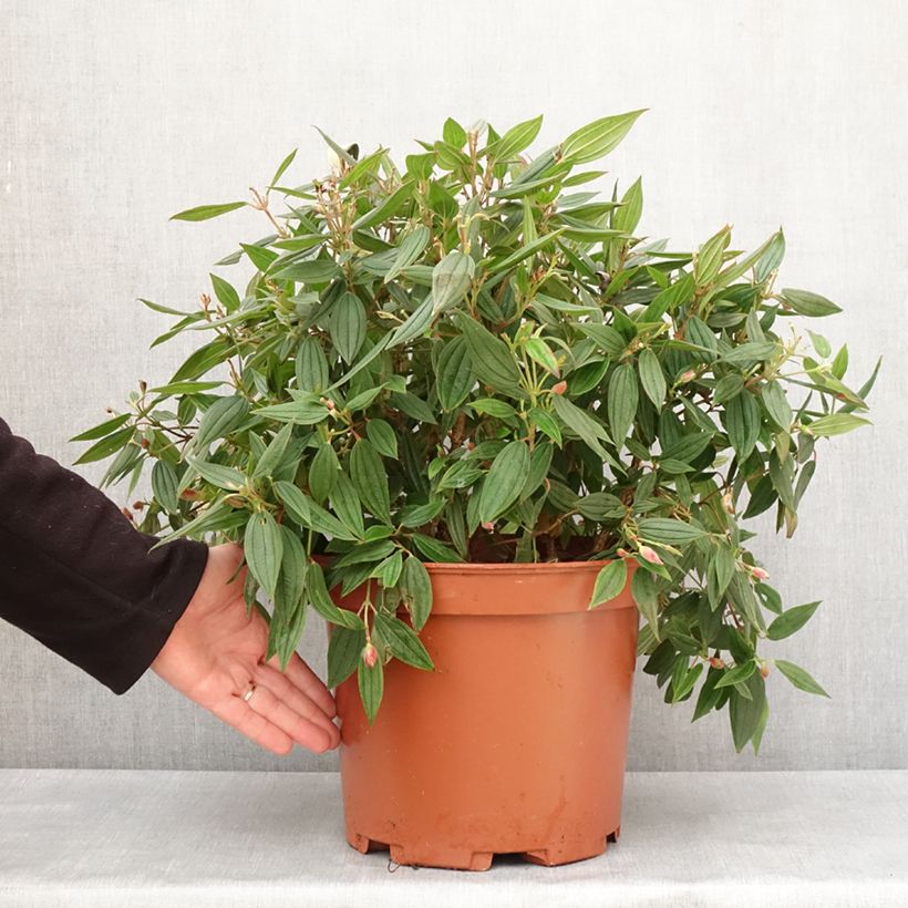 Esimerkki talvella toimitetusta Tibouchina urvilleana Peace Baby Pot de 7,5L/10L-taimesta