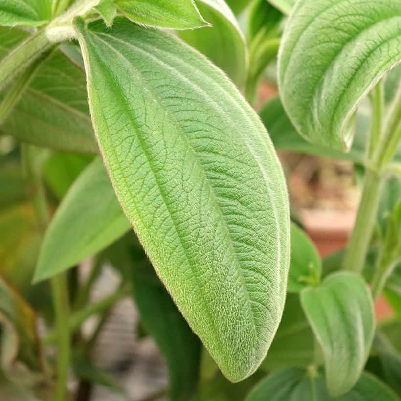 Paavinpaastopensas - Tibouchina urvilleana (Lehvistö)