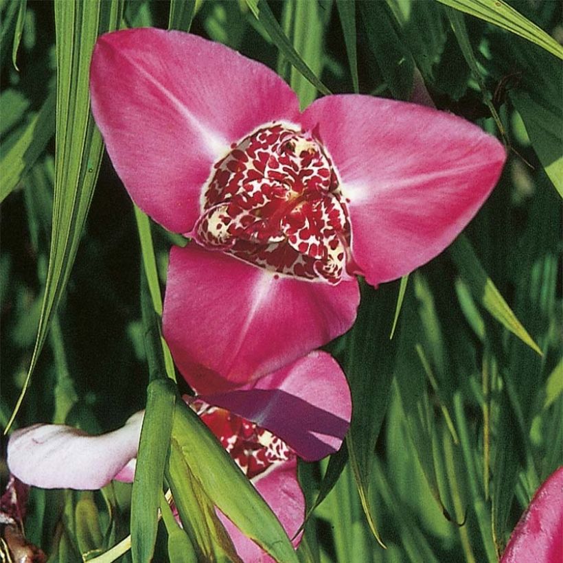 Tiikerikukka Lilacea (Kukinta)