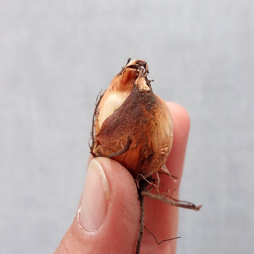 Esimerkki keväällä toimitetusta Tiikerikukka Speciosa Sipuli Koko 7+-taimesta