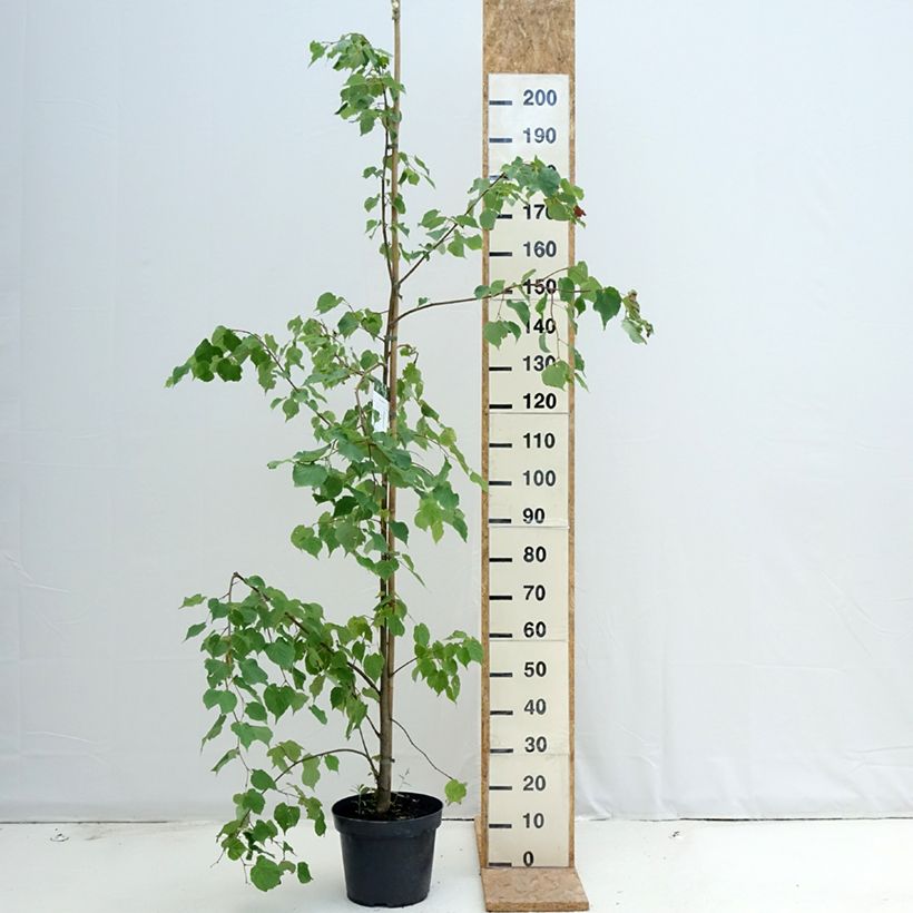 Esimerkki kesällä toimitetusta Metsälehmus - Tilia cordata Ruukku 7,5L / 10L-taimesta