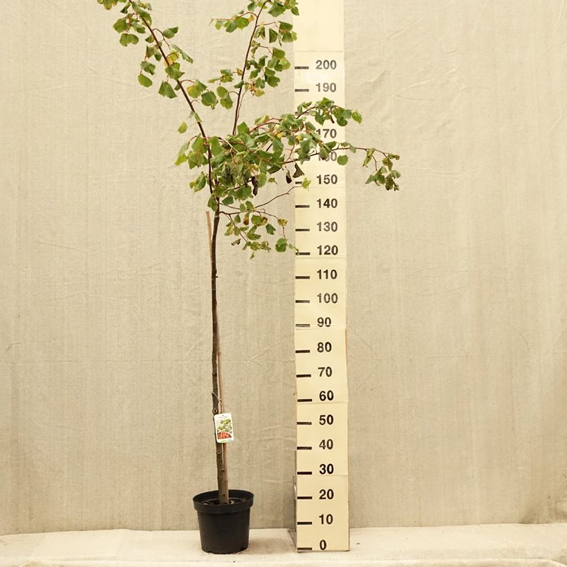 Esimerkki kesällä toimitetusta Metsälehmus Winter Orange 7,5 litran / 10 litran ruukku, Runko-taimesta
