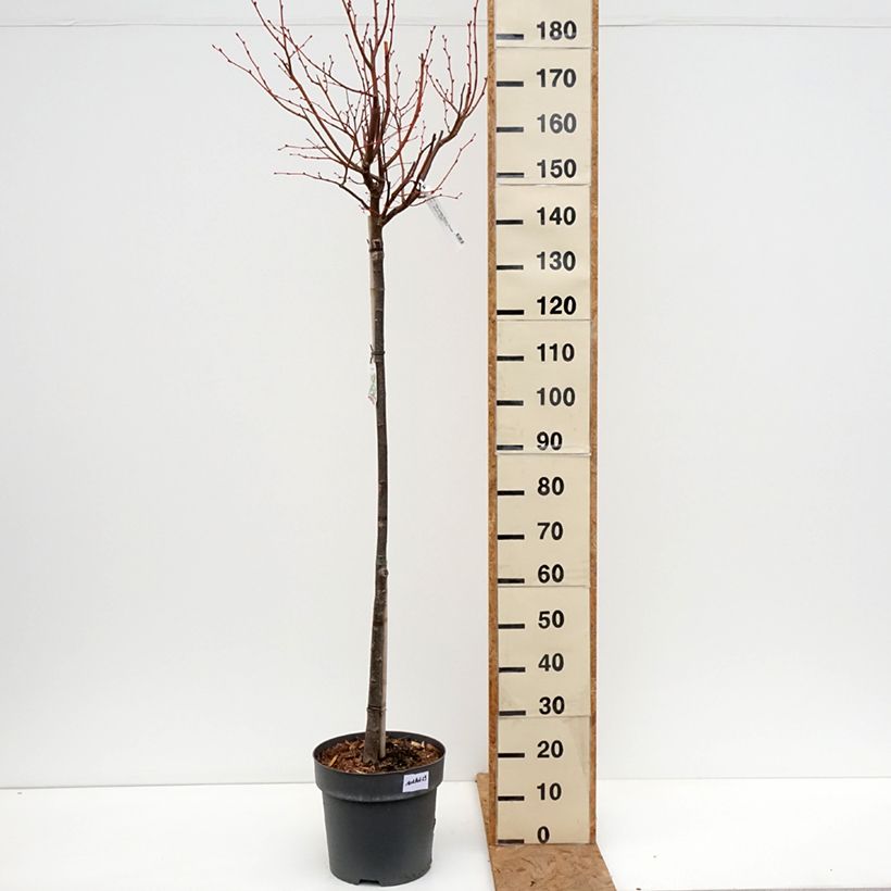 Esimerkki syksyllä toimitetusta Metsälehmus Winter Orange 7,5 litran / 10 litran ruukku, Runko-taimesta