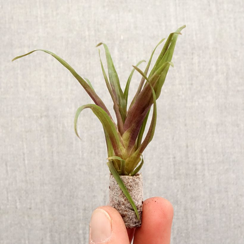 Esimerkki keväällä toimitetusta Tillandsia Andreas Mini-plante-taimesta