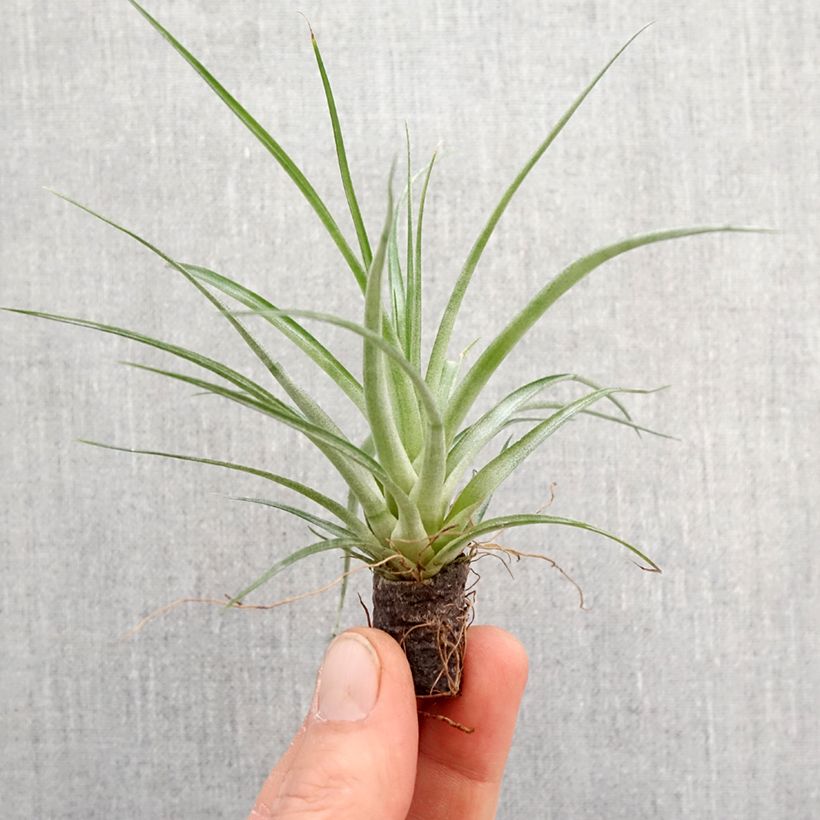 Esimerkki keväällä toimitetusta Tillandsia Mizuki Mini-plante-taimesta