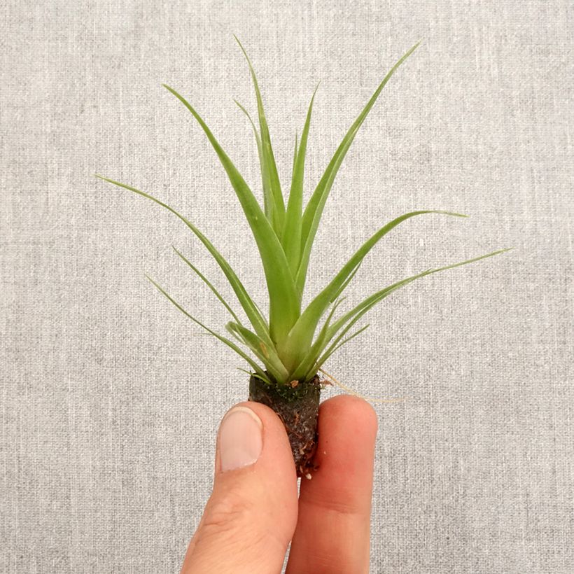 Esimerkki keväällä toimitetusta Tillandsia Naomi Mini-plante-taimesta