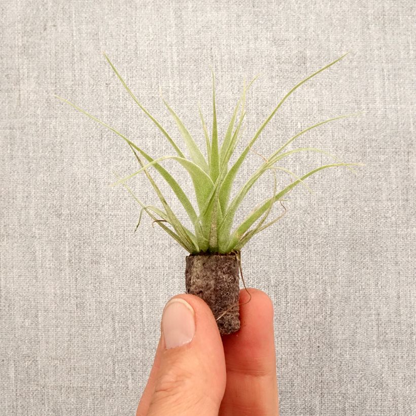 Esimerkki keväällä toimitetusta Tillandsia Samantha Mini-plante-taimesta