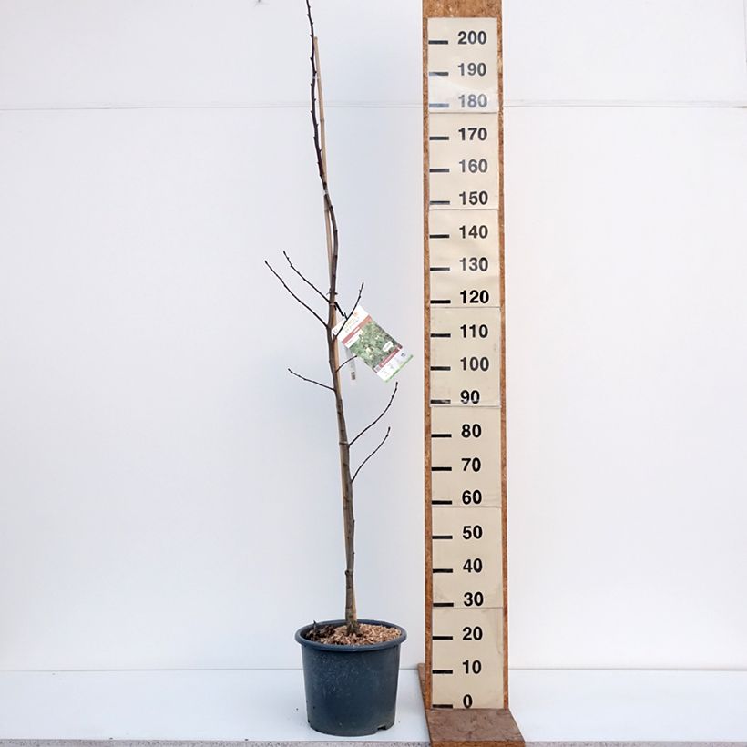 Esimerkki talvella toimitetusta Isolehtilehmus - Tilia platyphyllos Pot de 7,5L/10L-taimesta