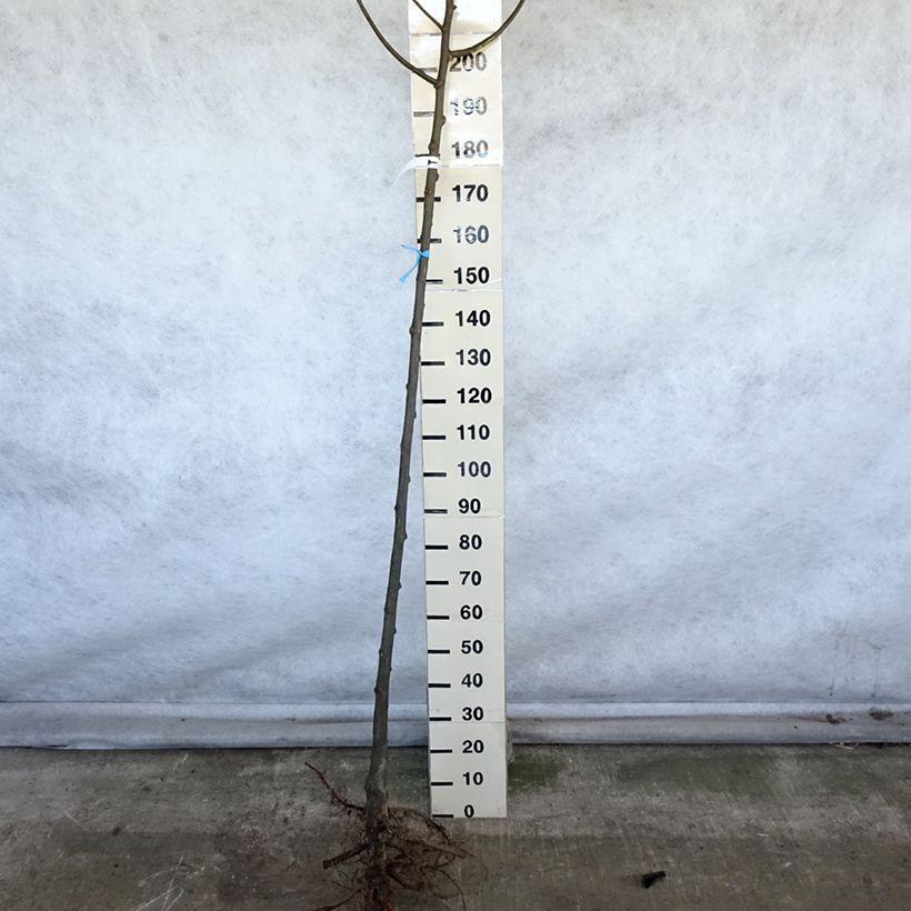 Esimerkki talvella toimitetusta Isolehtilehmus - Tilia platyphyllos Grandes Racines nues, Tige-taimesta