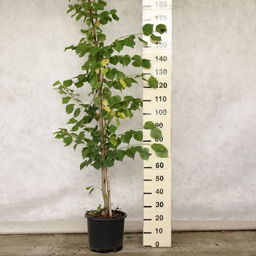 Esimerkki kesällä toimitetusta Isolehtilehmus Rubra Pot de 12L/15L, Baliveau-taimesta