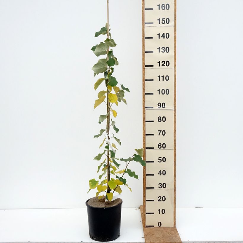 Esimerkki syksyllä toimitetusta Hopealehmus - Tilia tomentosa 7,5 litran / 10 litran ruukku-taimesta