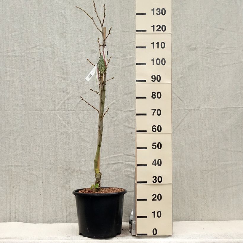 Esimerkki keväällä toimitetusta Lehmus - Tilia henryana Pot de 7,5L/10L, Baliveau-taimesta