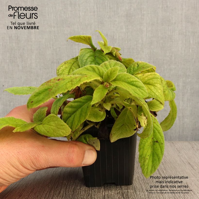 Esimerkki syksyllä toimitetusta Titanotrichum oldhamii 8/9 cm taimiruukku-taimesta