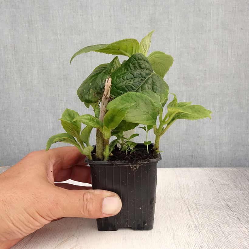 Esimerkki kesällä toimitetusta Titanotrichum oldhamii Godet de 8/9 cm-taimesta