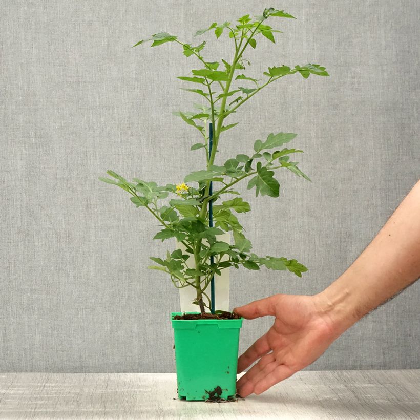 Esimerkki keväällä toimitetusta Kirsikkatomaatti Harmony F1 vartettu taimena 10 cm/11 cm ruukku-taimesta