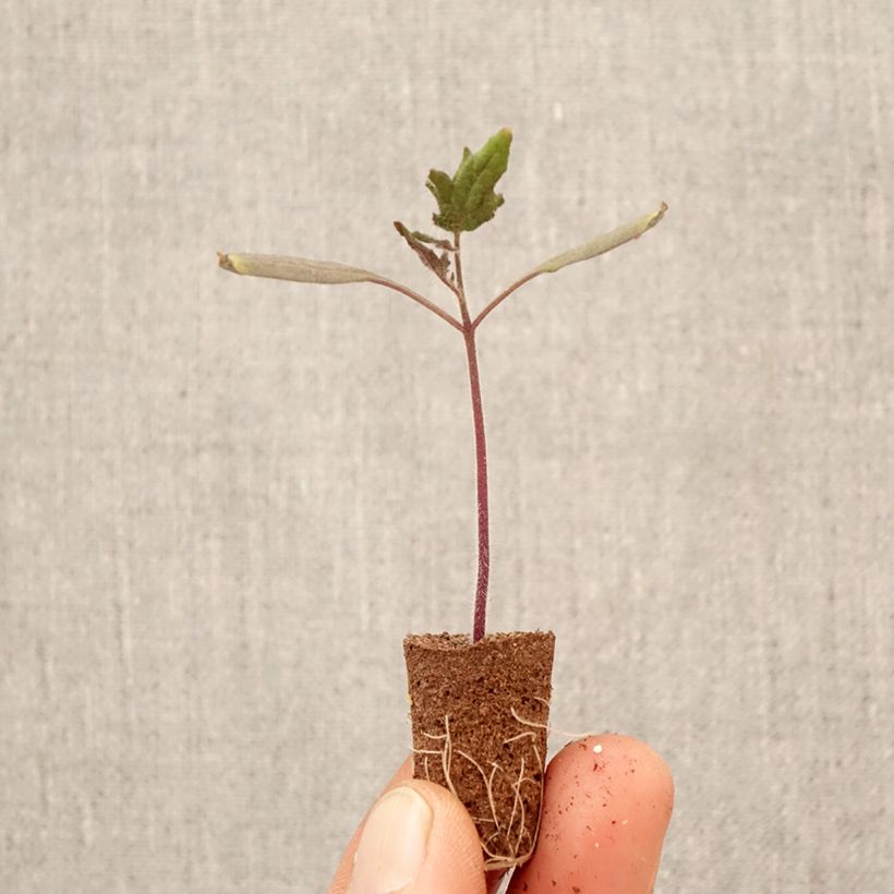 Esimerkki keväällä toimitetusta Luumutomaatti Licorna F1 taimena Minipaakku Ø 3/4 cm-taimesta
