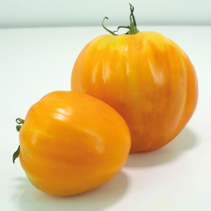 Tomaatti Ochsenherz Orange vartettu taimena (Sadonkorjuu)