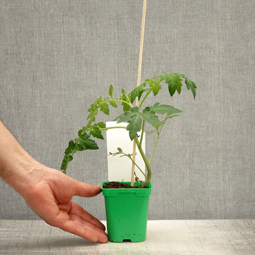 Esimerkki keväällä toimitetusta Tomaatti Saint-Pierre taimena 10 cm/11 cm ruukku-taimesta