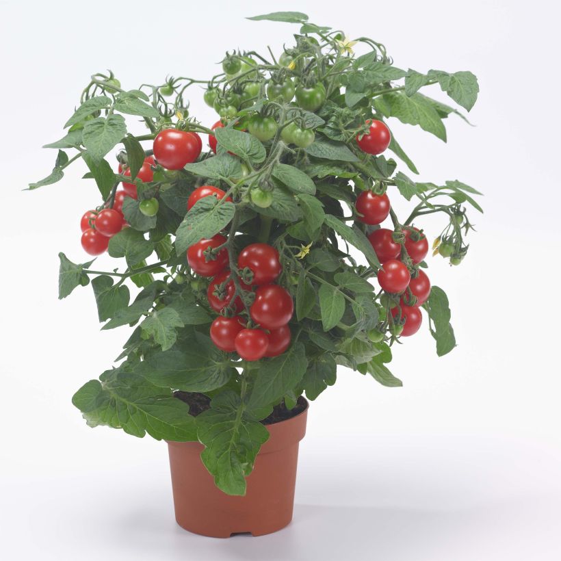Cocktailtomaatti Sturdy Jo F1 taimena (Kasvutapa)