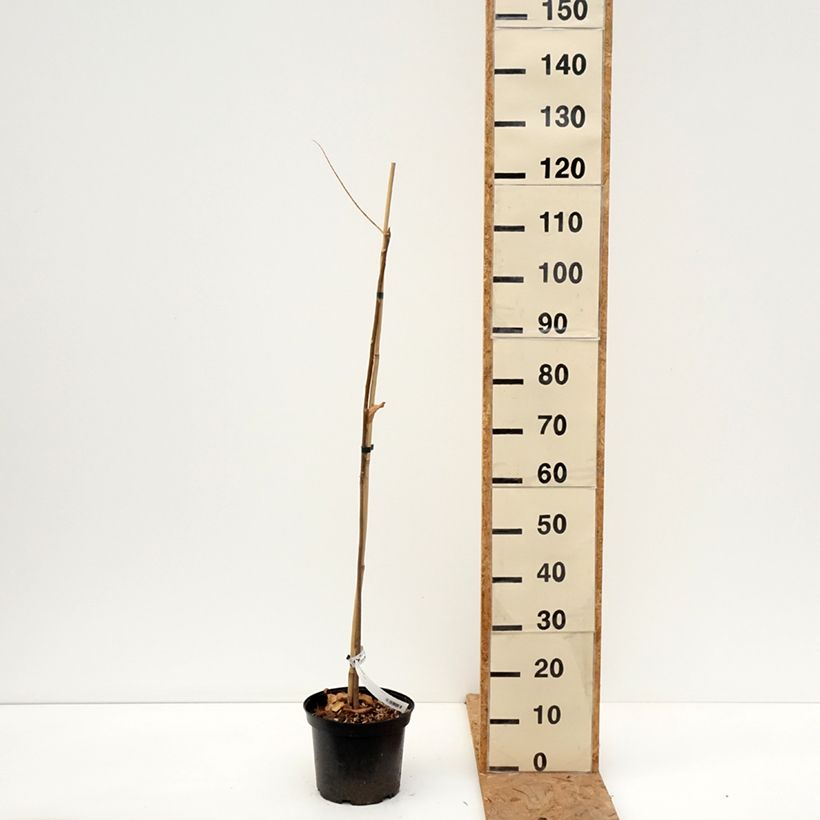 Esimerkki syksyllä toimitetusta Toona sinensis 3 litran/4 litran ruukku-taimesta