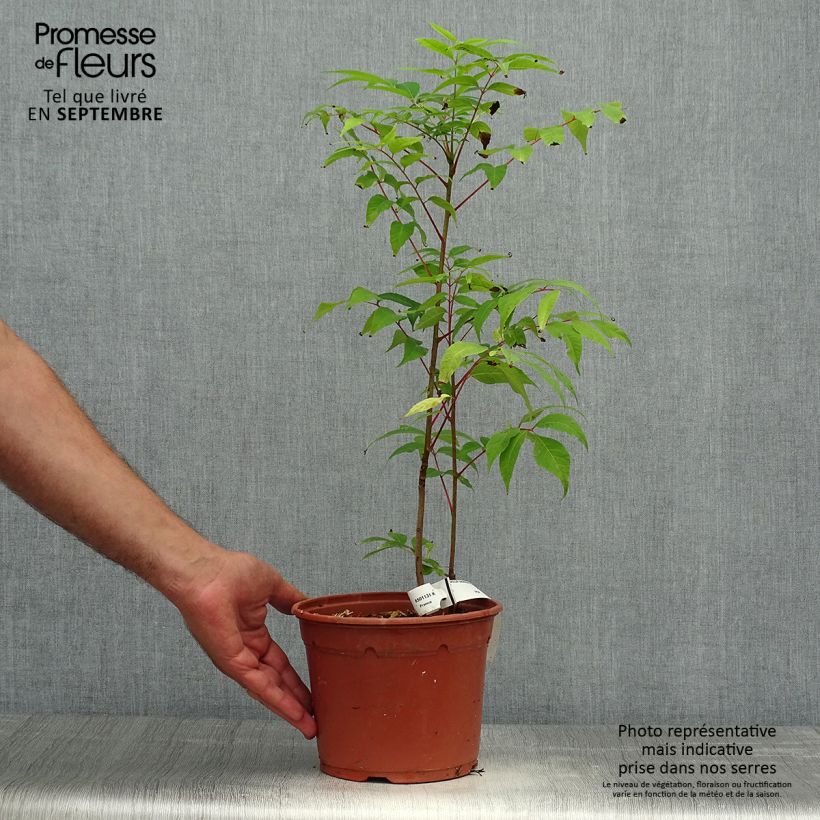 Esimerkki syksyllä toimitetusta Toona sinensis Flamingo - Acajou de Chine Pot de 2L/3L-taimesta