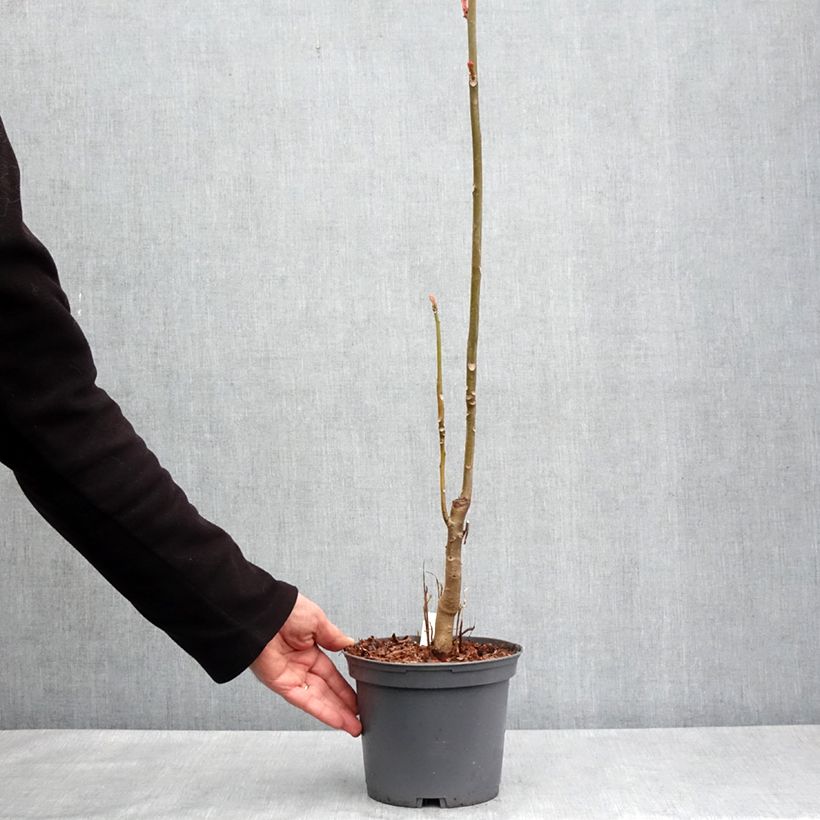 Esimerkki keväällä toimitetusta Toona sinensis Flamingo Ruukku 2L / 3L-taimesta