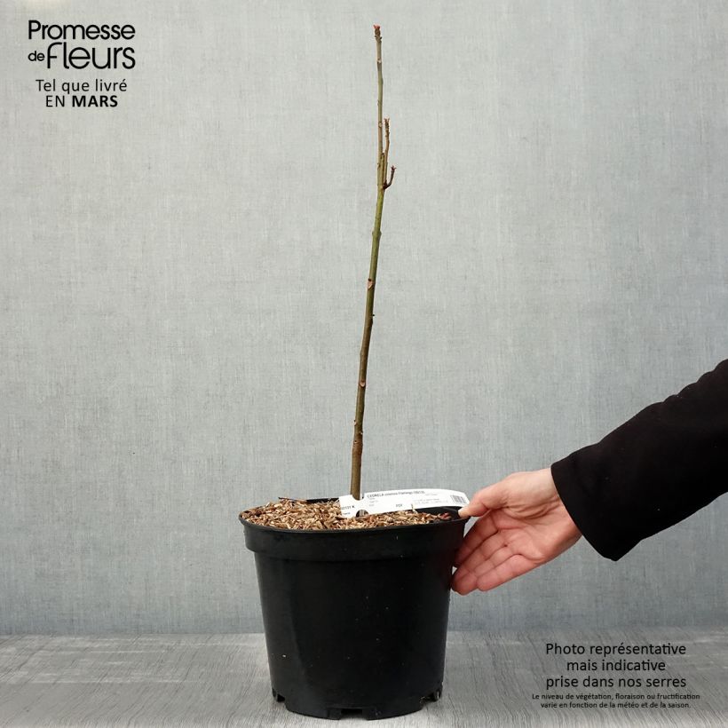 Esimerkki keväällä toimitetusta Toona sinensis Flamingo Ruukku 4L / 5L-taimesta