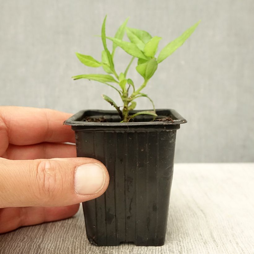 Esimerkki kesällä toimitetusta Maa-artisokka kääpiö luomu 7/8 cm taimiruukku-taimesta