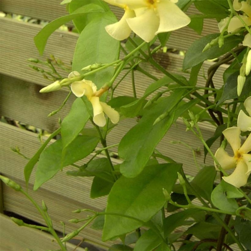 Trachelospermum asiaticum (Lehvistö)