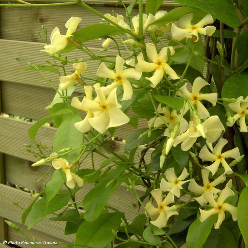 Trachelospermum asiaticum (Kasvutapa)
