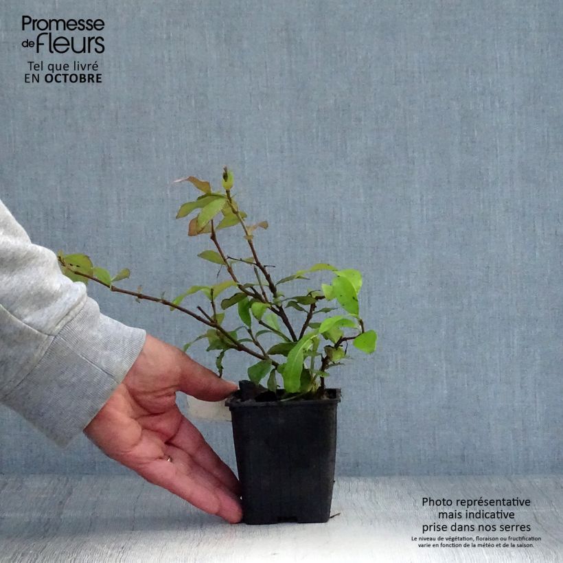 Esimerkki syksyllä toimitetusta Trachelospermum asiaticum Chili & Vanilla Livano 8/9 cm taimiruukku-taimesta