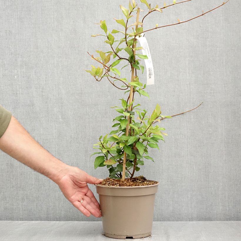 Esimerkki kesällä toimitetusta Trachelospermum asiaticum Chili & Vanilla Livano Ruukku 3L / 4L-taimesta