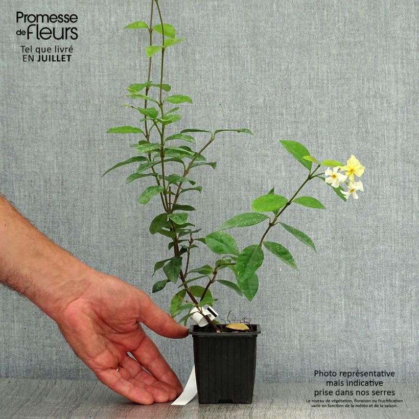 Esimerkki kesällä toimitetusta Trachelospermum asiaticum Taimiruukku 8/9 cm-taimesta