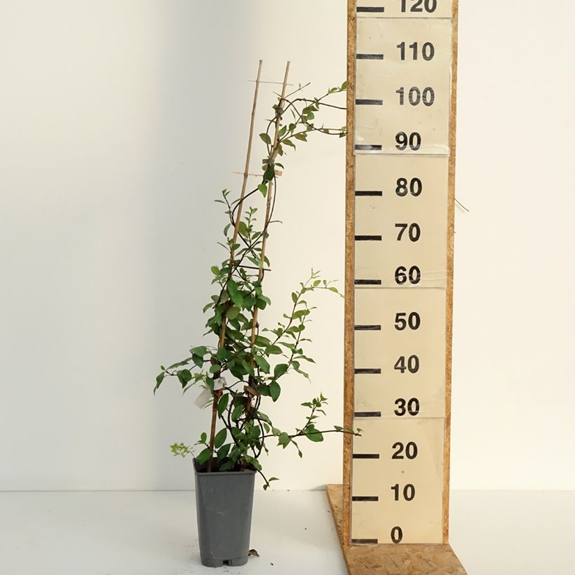 Esimerkki kesällä toimitetusta Trachelospermum asiaticum Ruukku 2L / 3L-taimesta
