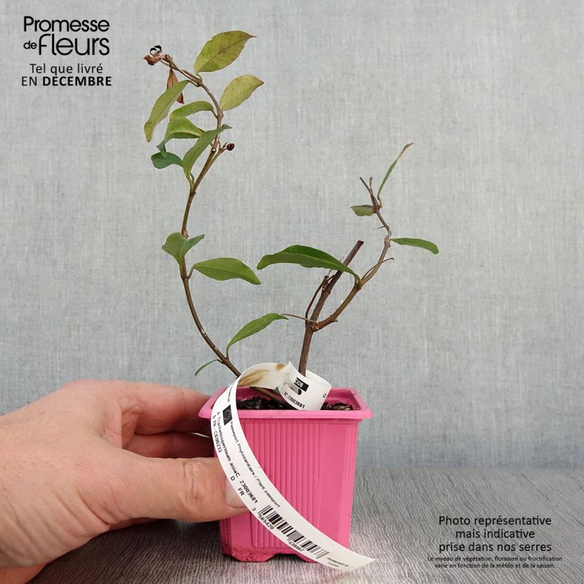 Esimerkki syksyllä toimitetusta Trachelospermum asiaticum Pink Showers 8/9 cm taimiruukku-taimesta